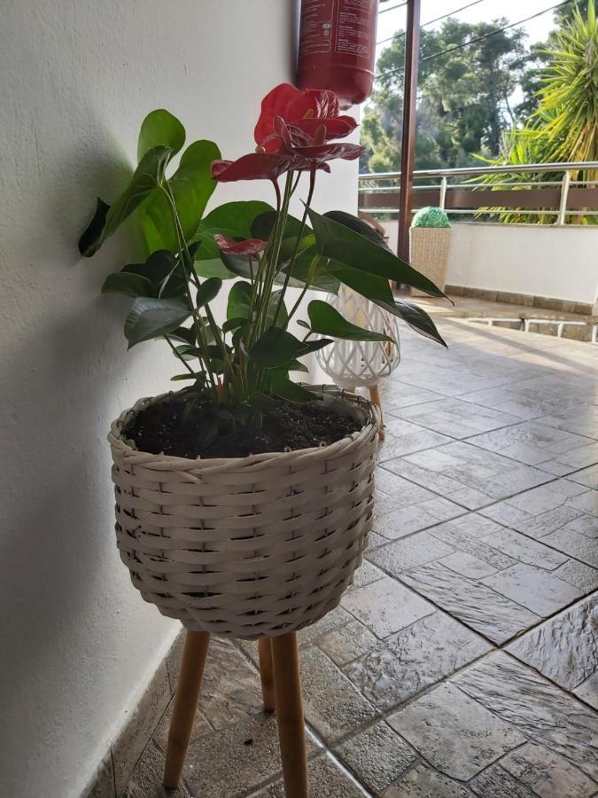 Machi Patitírion